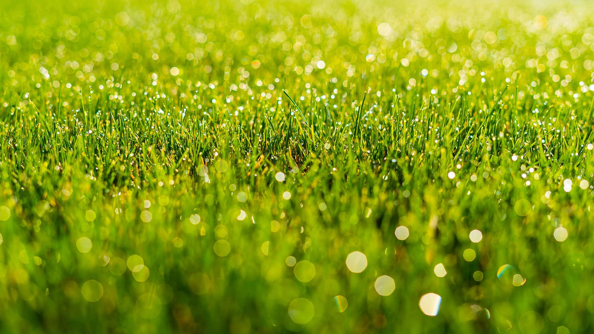 Lush Grass Banner Image